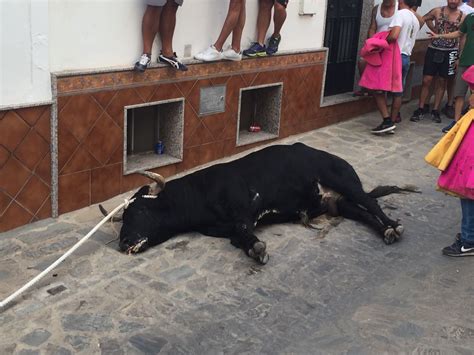 muerte del toro 2017